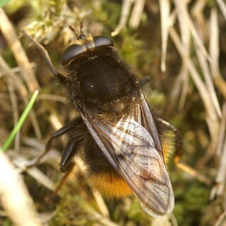 <i>Criorhina ranunculi</i> Species of fly