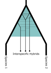 A phylogenetic model of introgressive hybridization, e.g. among A. carolinensis and A. porcatus. The hybrid zone of the two species' lineages is shown in blue, with each horizontal line representing an individual introgressive event. Hybrid PNGT.png