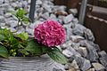 Hydrangea macrophylla