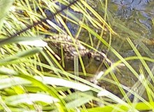 Rakali: reeds offer protection from predators Hydromys chrysogaster.jpg