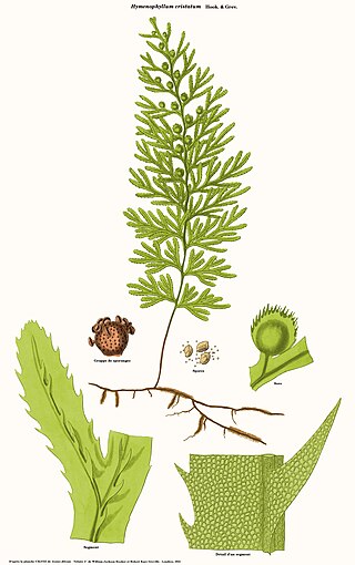 <i>Hymenophyllum cristatum</i> Species of fern