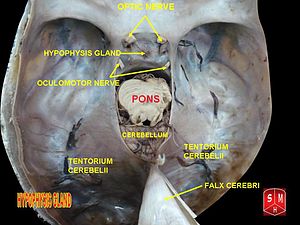 Hypophyse: Anatomie, Histologie, Embryologie