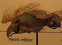 Hystrix Refossa Schädel.jpg