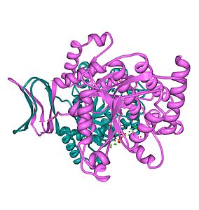 IDH-Isocitrate dehydrogenase (NADP+) citoplasmatic.jpg