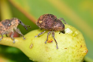 <span class="mw-page-title-main">Cryptoplini</span> Tribe of weevils