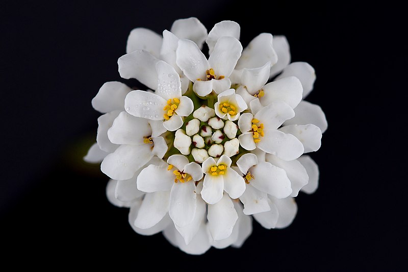 File:Iberis sempervirens flower head.jpg