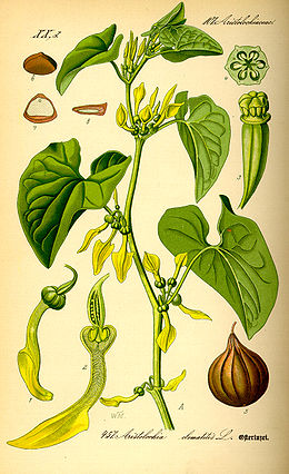 Paprastoji kartuolė (Aristolochia clematitis)