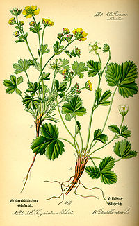 Illustration_Potentilla_sterilis0.jpg