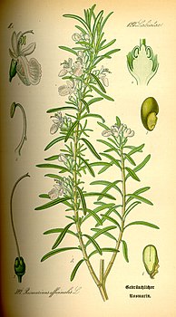 Illustration_Rosmarinus_officinalis0.jpg