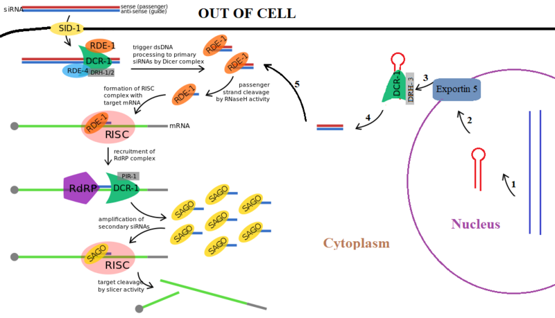 File:Illustration of C. elegans response against exogeneous dsRNA.png