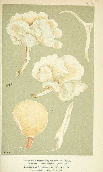File:Illustrations of British Fungi (Hymenomycetes), to serve as an atlas to the "Handbook of British Fungi" (Pl. 178) (6056233460).jpg