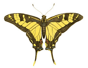 Illustrations of Exotic Entomology Papilio Thyastes.jpg