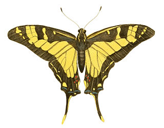 <i>Eurytides thyastes</i> Species of butterfly