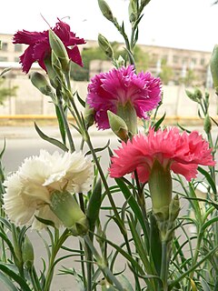 Dianthus caryophyllus - Wikipedia, la enciclopedia libre