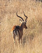 Macho en el parque nacional Kruger, Sudáfrica.