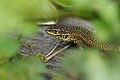 * Nomination Stenocercus chrysopygus near the Chavin temple, Ancash, Peru --Felino Volador 14:36, 6 March 2024 (UTC) * Promotion  Support Good quality. --JoachimKohler-HB 18:00, 6 March 2024 (UTC)