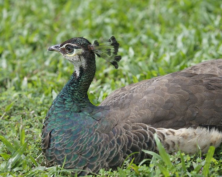 File:Indian Peafowl (Pavo cristatus) female - Flickr - Lip Kee.jpg