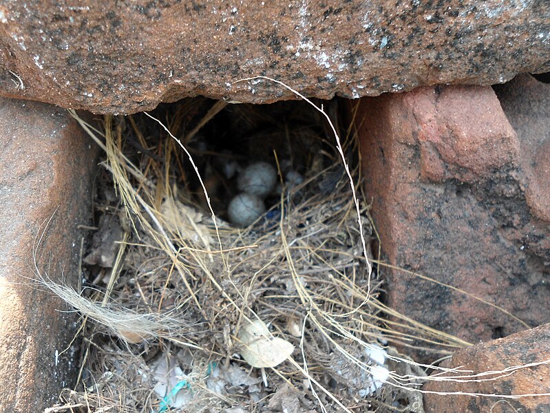 File:Indian Robin bird (Saxicoloides fulicatus) Nest and Eggs 01.JPG