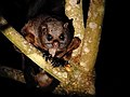 Thumbnail for Indian giant flying squirrel