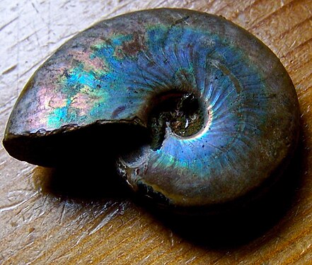Ammonite with rainbow iridescence