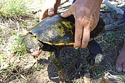 Irwin's turtle (2261030419).jpg