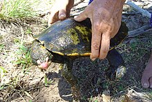 Irwin's turtle (2261030419).jpg