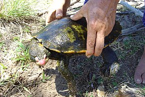 Descrierea imaginii broasca țestoasă a lui Irwin (2261030419) .jpg.