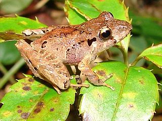 <i>Ischnocnema henselii</i> Species of frog