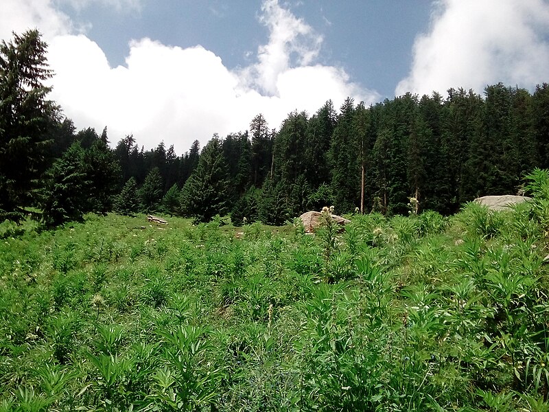 File:Jaaz Banda greenery ,Upper Dir Kohistan, Khyber Pukhtunkhwa.jpg