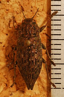 Jewel Beetle (Dicerca tenebrosa) (8275135288) .jpg