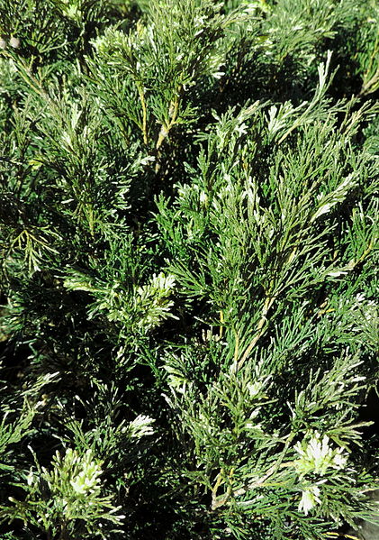 File:Juniperus sabina Variegata kz1.JPG