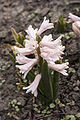 A pink hyacinth, from my backyard. Photographed on April 6, 2007 in unincorporated Cook County, Illinois.