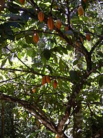 Какао-фрукты.JPG