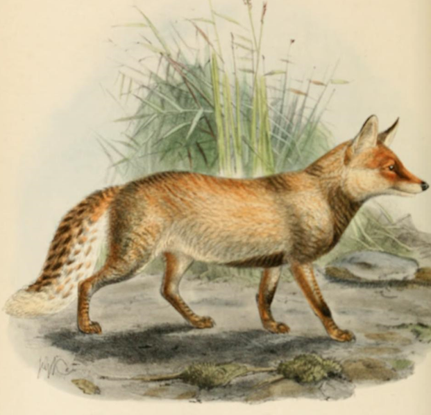 File:Keulemans hill fox.png