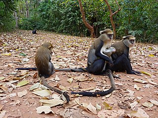 <span class="mw-page-title-main">Boabeng-Fiema Monkey Sanctuary</span> Monkey sanctuary in Bono East Region, Ghana