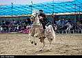 Kurdish Horse (19).jpg