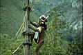 בן שבט מגינאה החדשה מטפס על עץ