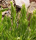 Miniatura para Lavandula viridis