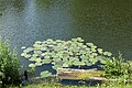 * Nomination: Nymphaea in a small lake or pond (former clay pit) near the road "Tonwerkstraße" in Gilching, Bavaria, Germany --Kritzolina 18:48, 24 June 2024 (UTC) * * Review needed