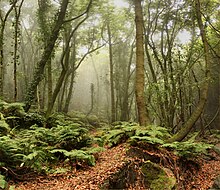 Farnreicher Lorbeerwald La Zarza auf La Palma, Kanaren, 2018