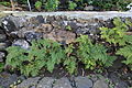 La Palma - Villa de Mazo - Camino Monte de Pueblo - Molino de Mazo - Garden - Davallia canariensis 01 ies.jpg