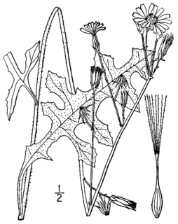 <i>Lactuca hirsuta</i> Species of plant