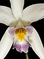 Laelia anceps subsp. anceps Labellum