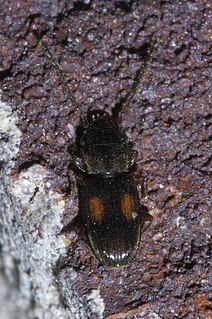 <i>Laemophloeus biguttatus</i> Species of beetle