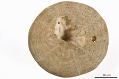 File:Laganum fudsiyama africanum - ECH-000141 hab-ven.tif (Category:Echinodermata in the Natural History Museum of Denmark)