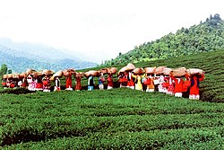 Lahijan tea harvest.jpg