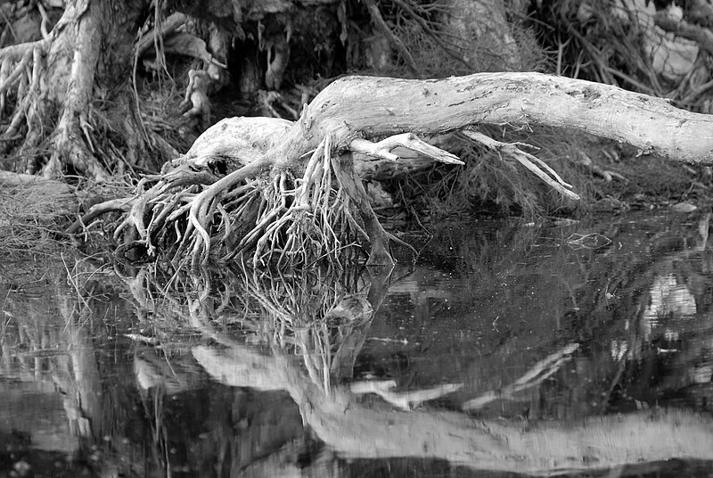 File:Lake Claremont - fallen tree.JPG