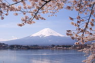 Lake Kawaguchiko Sakura Mount Fuji 3.JPG