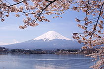 Jezioro Kawaguchiko Sakura Góra Fuji 3.JPG