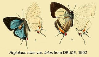 <i>Iolaus lalos</i> Species of butterfly